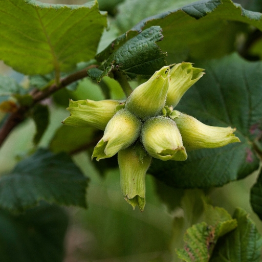 Beaked Hazelnut (spring flower form)