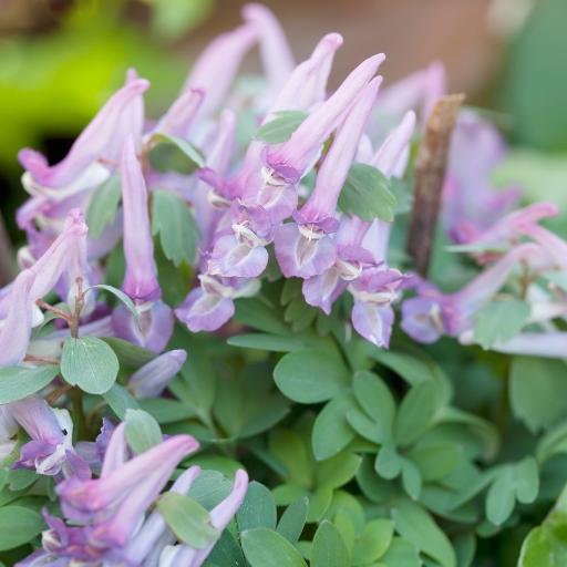 Corydalis