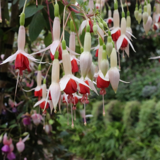 Euptelea (Euptelea polyandra – rare flowering tree)