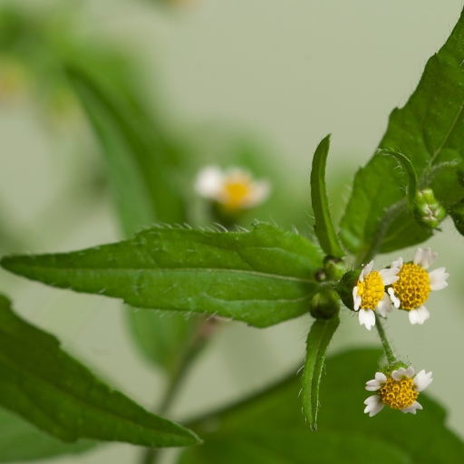 Galinsoga (Galinsoga parviflora – small flowering herb)