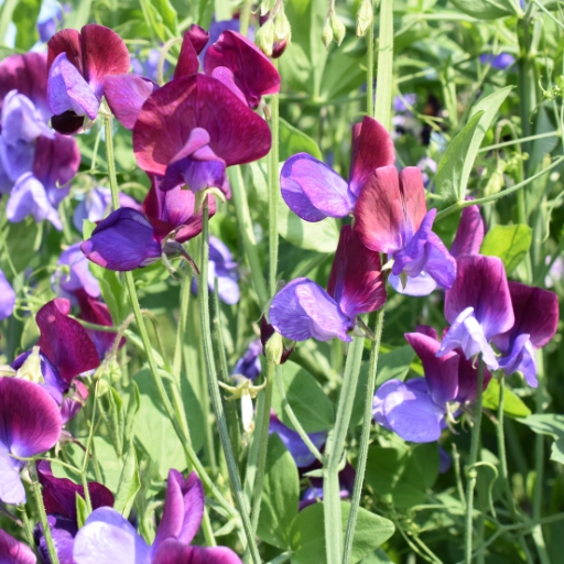 Lathyrus odoratus (Sweet Pea)