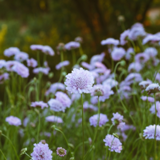 Pincushion Flower (Scabiosa spp.)