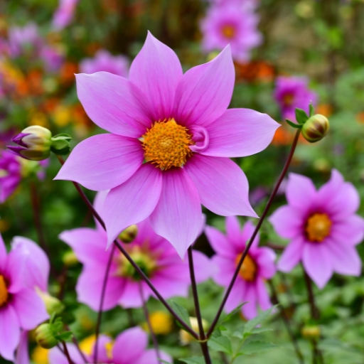 Tree Dahlia (Dahlia imperialis)