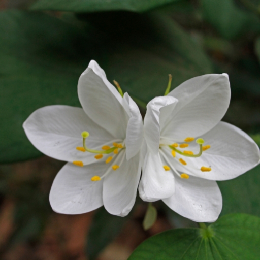 White Orchid Tree Flower (Bauhinia acuminata)