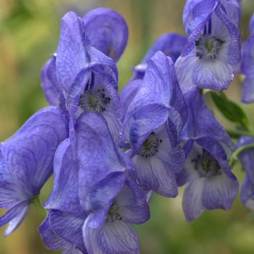 Aconitum (Monkshood)