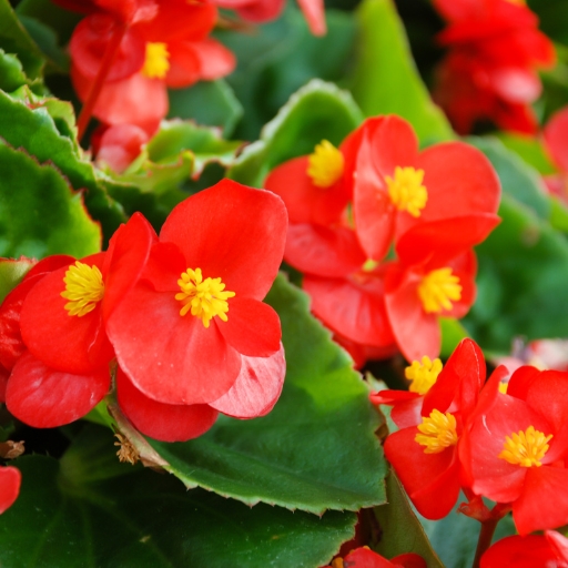 Begonia