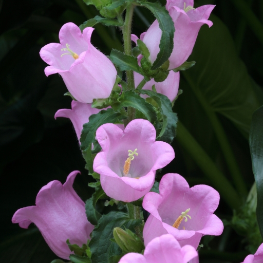 Canterbury Bells