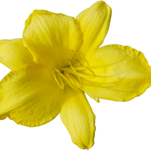 Daylily (Hemerocallis spp.)