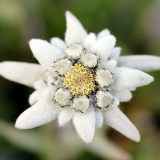 Edelweiss (Leontopodium alpinum)
