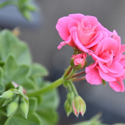 Geranium (Pelargonium spp. – garden type)