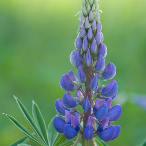 Lupine (Lupinus spp.)