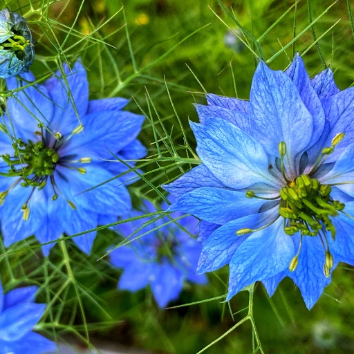 Nigella (Nigella damascena – Love-in-a-Mist)