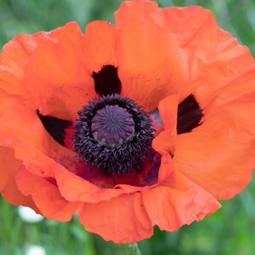 Oriental Poppy (Papaver orientale)