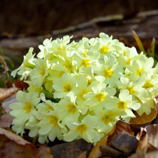 Primrose (Primula vulgaris)