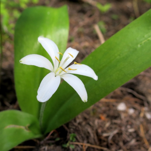 Queen’s Cup (Clintonia uniflora)