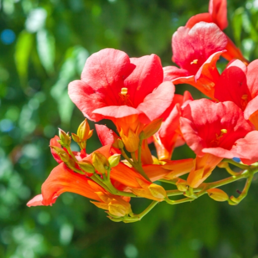 Trumpet Vine (Campsis radicans)