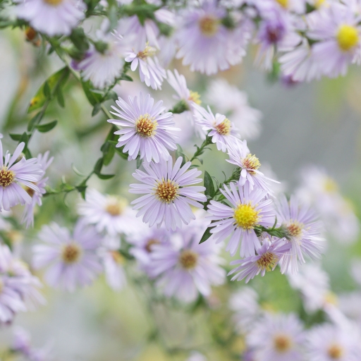 Upland White Aster (Solidago ptarmicoides – formerly Aster ptarmicoides)