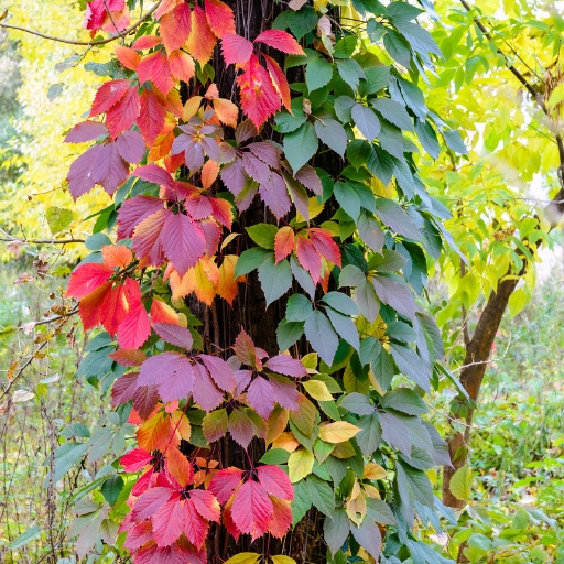 Virginia Creeper Bloom (Parthenocissus quinquefolia)