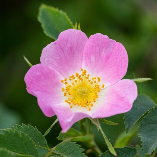 Wild Rose (Rosa acicularis and other species)