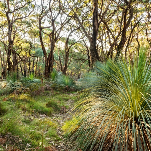 Xanthorrhoea (Xanthorrhoea spp. – Grass Tree with tall flower spikes)