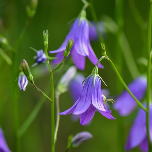 Bellflower