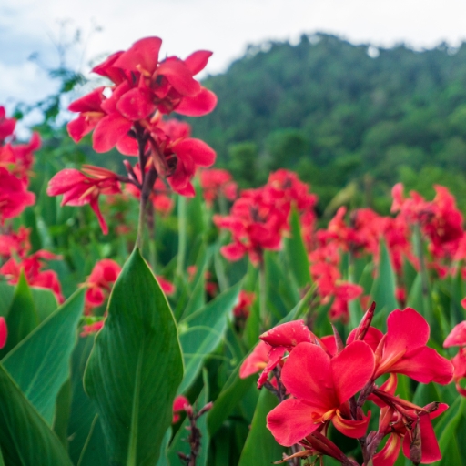 Canna Lily