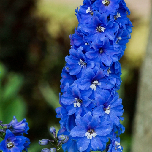 Delphinium (Delphinium spp.)