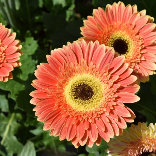 Gerbera Daisy (Gerbera jamesonii)