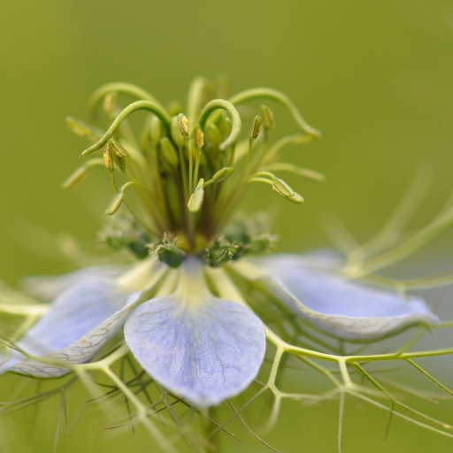 Love-in-a-Mist (Nigella damascena)