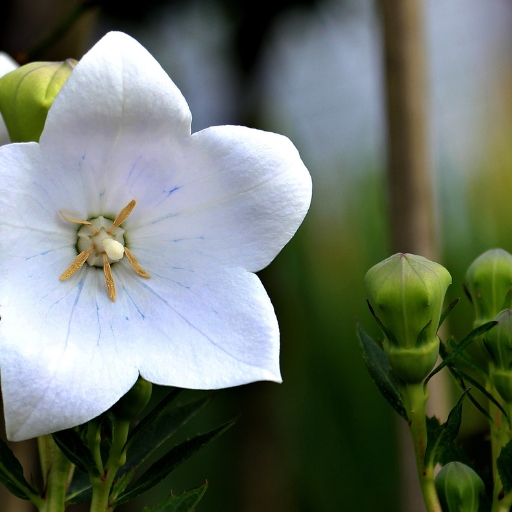 Nolana (Nolana paradoxa – Chilean Bellflower)