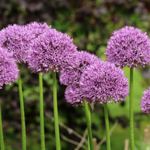 Ornamental Onion (Allium giganteum and others)