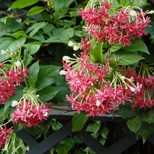 Quisqualis (Quisqualis indica – Rangoon Creeper)