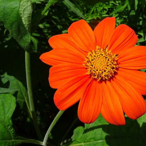 Tithonia (Tithonia rotundifolia – Mexican Sunflower)