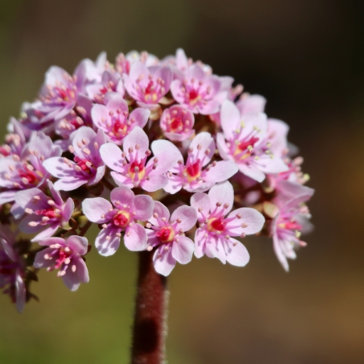 Umbrella Plant Flower (Darmera peltata)