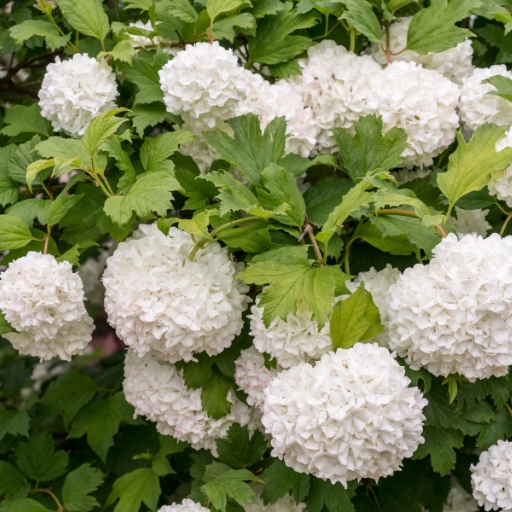 Viburnum (Viburnum opulus – Snowball Bush)
