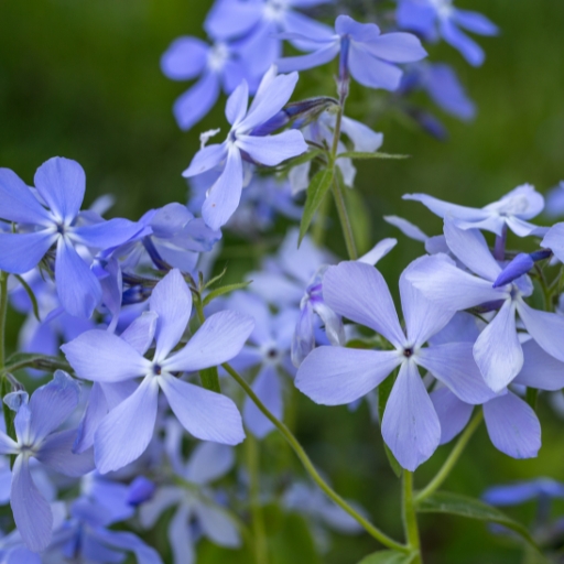 Woodland Phlox (Phlox divaricata)