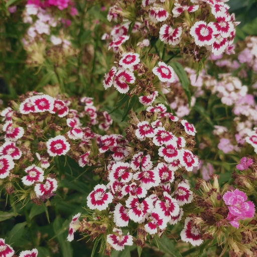 Sweet William