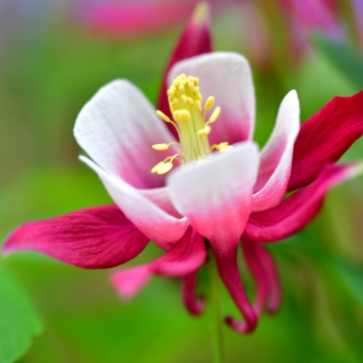 Aquilegia (Columbine)