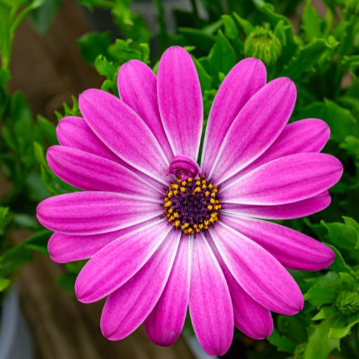 Cape Daisy (Osteospermum)