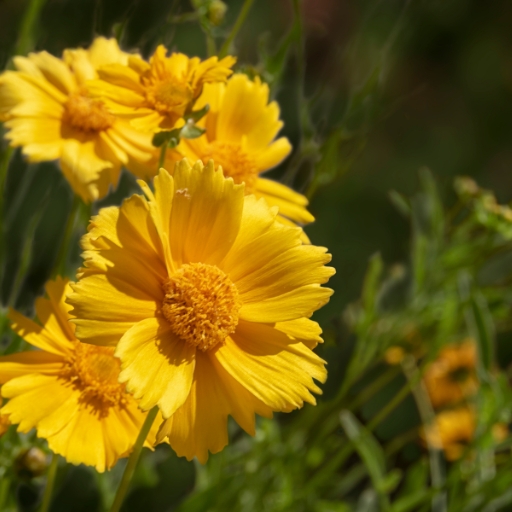 Desert Marigold (Baileya multiradiata)
