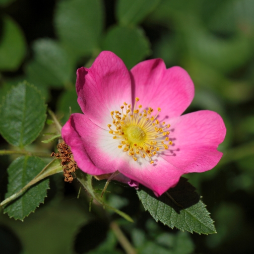 Eglantine (Rosa rubiginosa – Sweet Briar Rose)