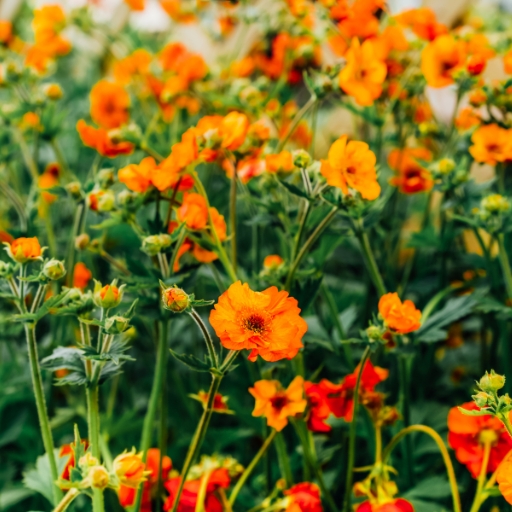 Geum (Geum spp. – Avens)