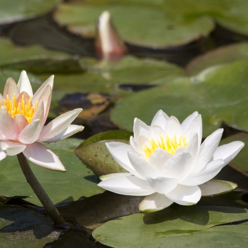 Nymphaea (Nymphaea spp. – Water Lily)