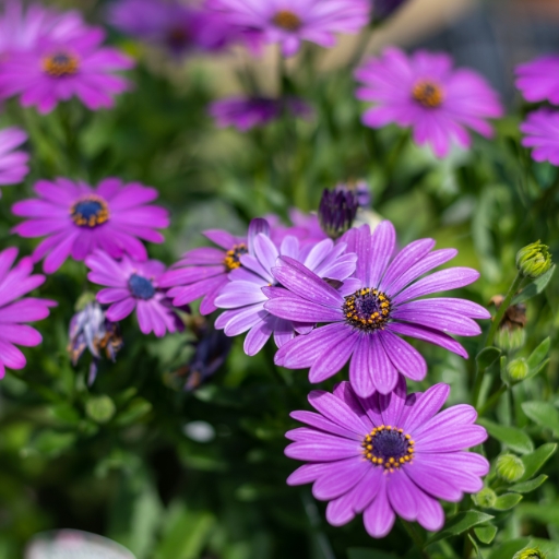 Osteospermum (Osteospermum spp. – African Daisy)