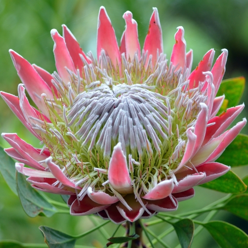 Protea (Protea cynaroides – King Protea)