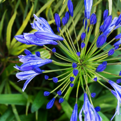 Queen Fabiola (Triteleia laxa)
