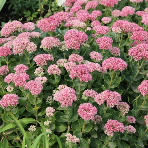 Sedum (Sedum spectabile – Stonecrop)