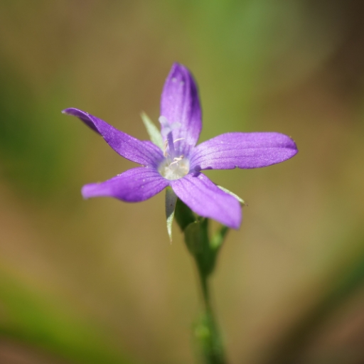 Venus Looking Glass (Triodanis perfoliata)