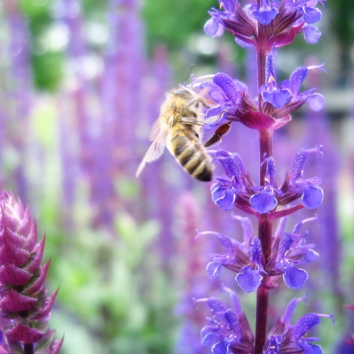 Wild Indigo (Baptisia australis)