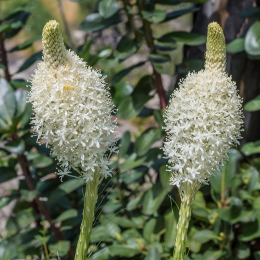 Xerophyllum (Xerophyllum tenax – Bear Grass)